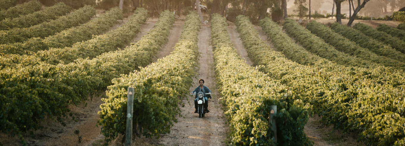 A man riding a motorcycle through Cherubino vineyard 